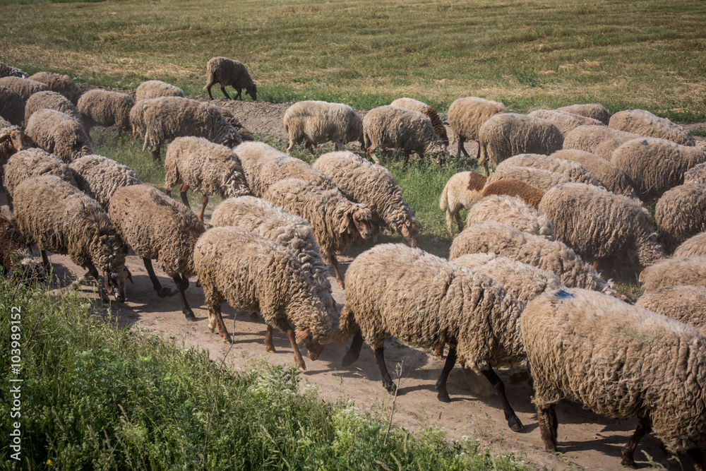 Fototapeta premium Color picture of sheep grazing in a field
