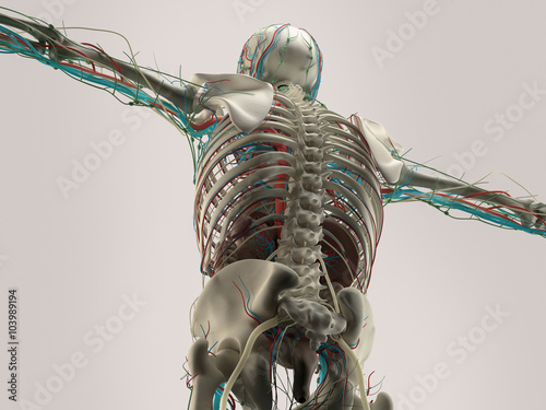 Human anatomy detail of back,spine. Bone structure on plain studio background. Professional lighting.