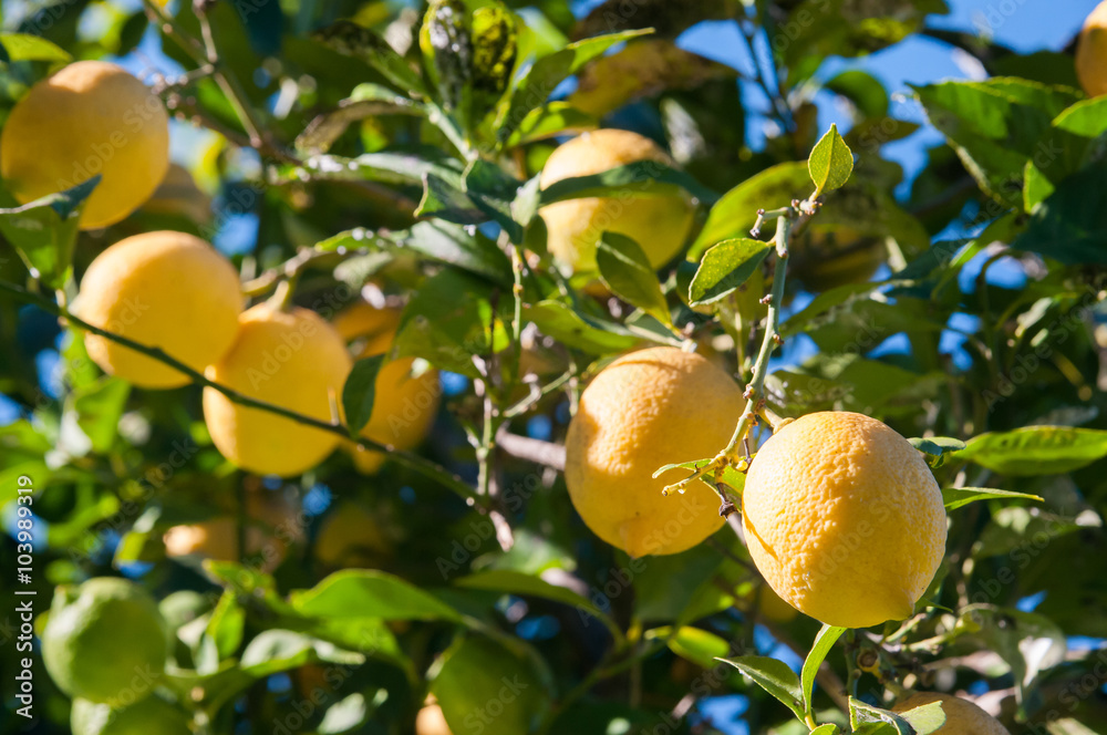 Lemon fruits on tree during picking time