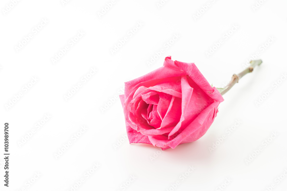 pink rose pink rose
