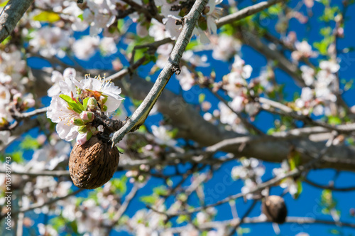 Almond fruit and blooming flower on a tree against a blue sky