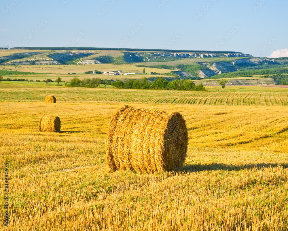 Fototapeta premium Bundles of straw on the field after harvest
