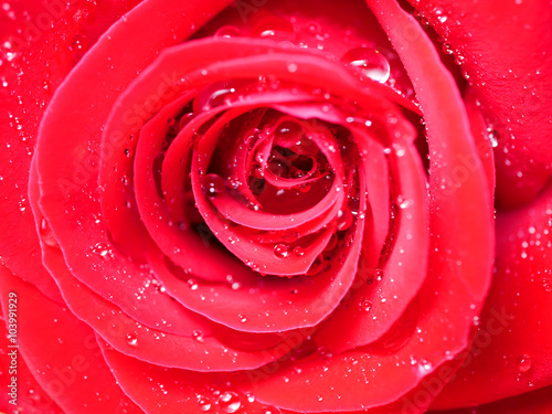 Close up red rose 3