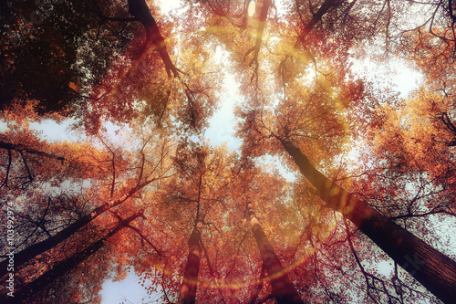 background autumn leaves in the park, nature