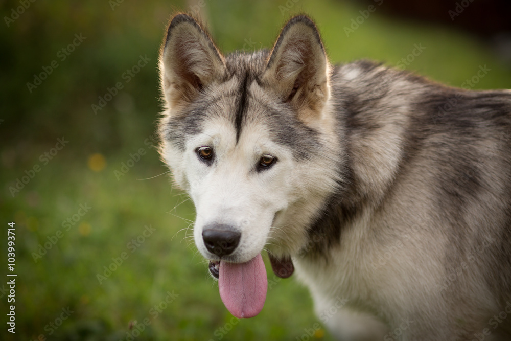 Alaskan Malamute