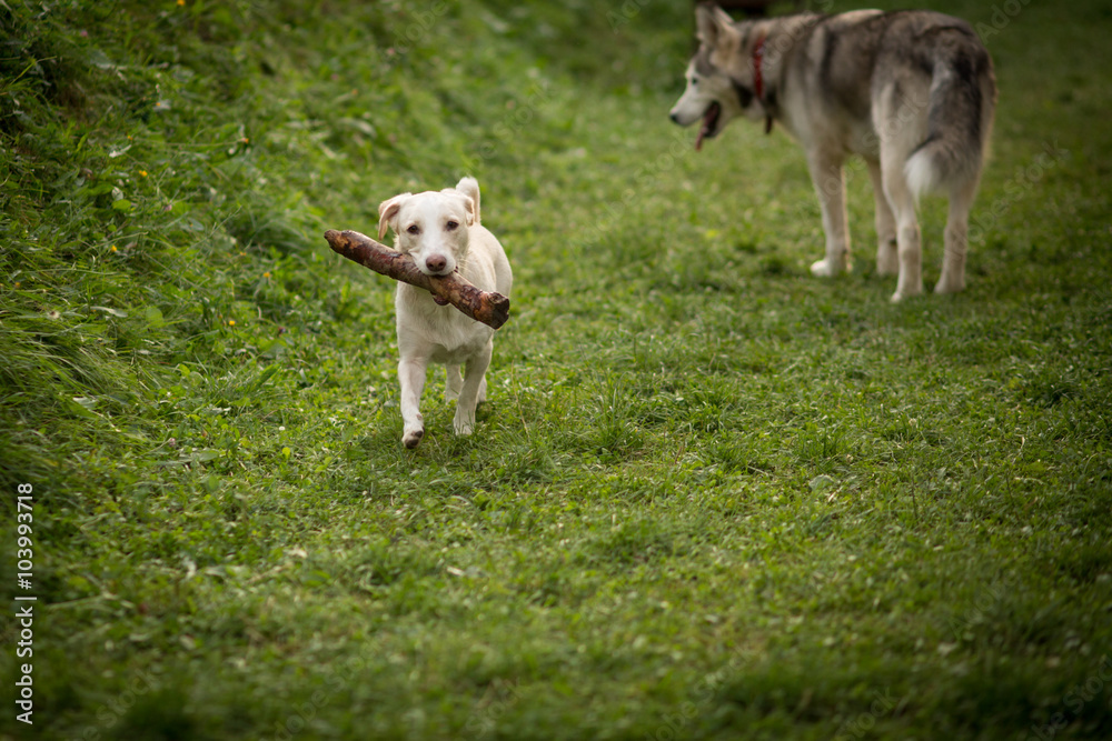 Obraz premium Dog fetches next to Alaskan Malamute