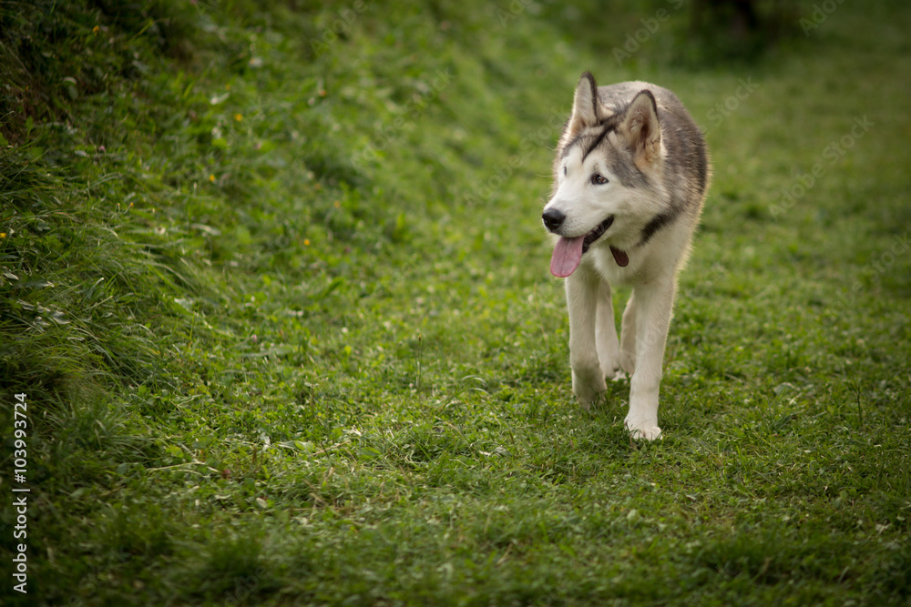 Alaskan Malamute Alaskan Malamute