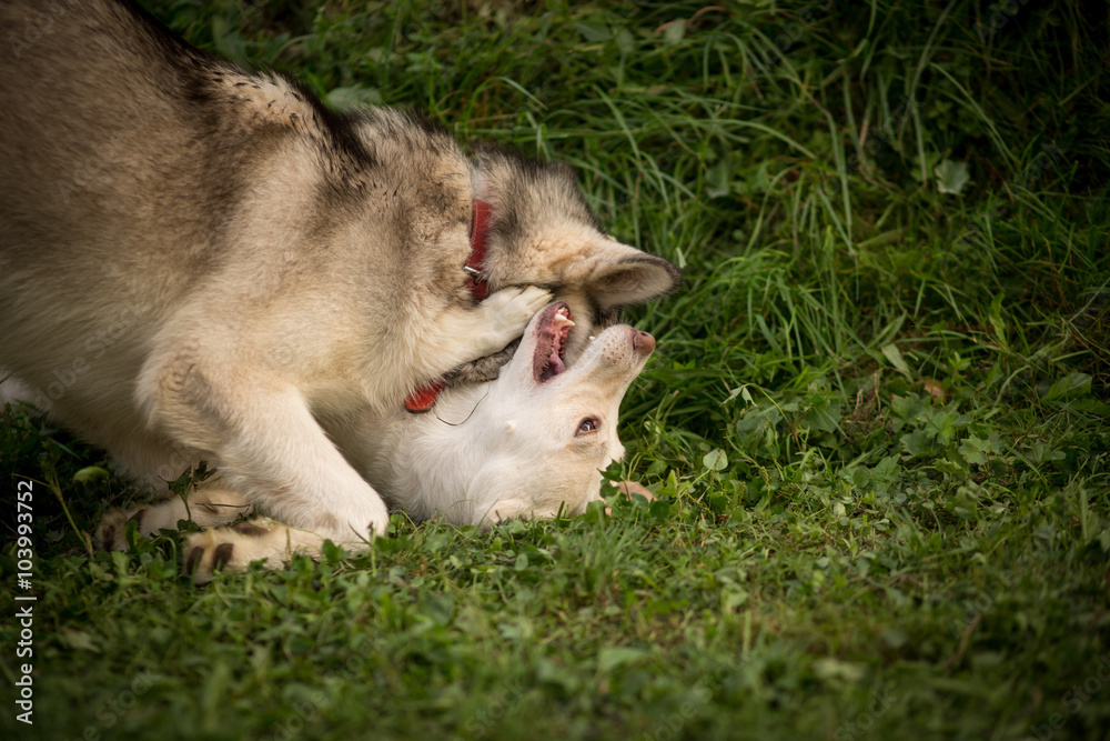 Alaskan Malamute playing with another dog