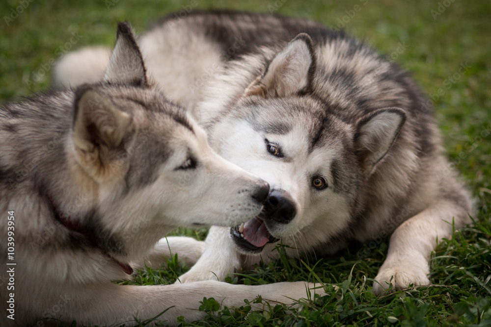 Alaskan Malamutes licking each other's faces