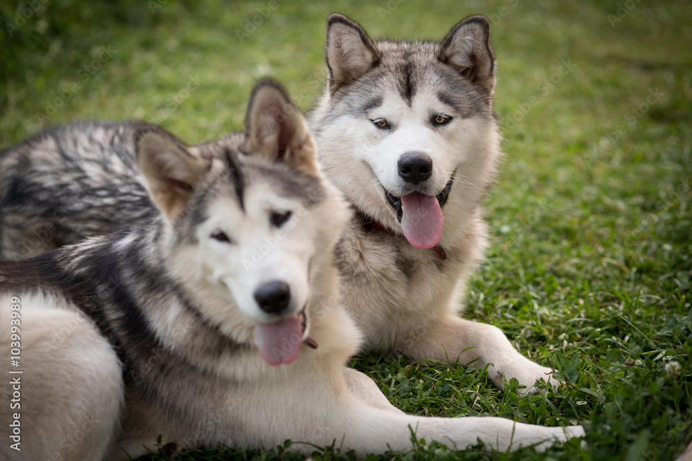 Alaskan Malamutes Alaskan Malamutes