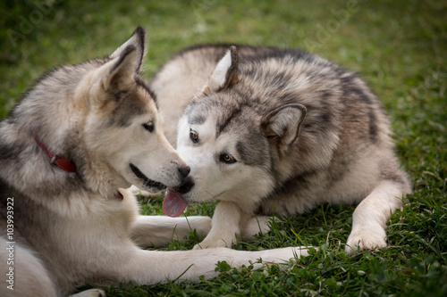 Alaskan Malamutes licking each other s faces