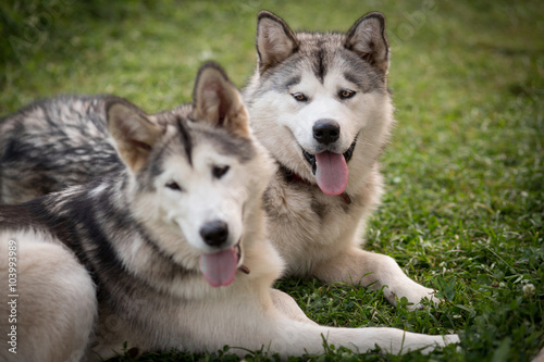 Alaskan Malamutes © punghi