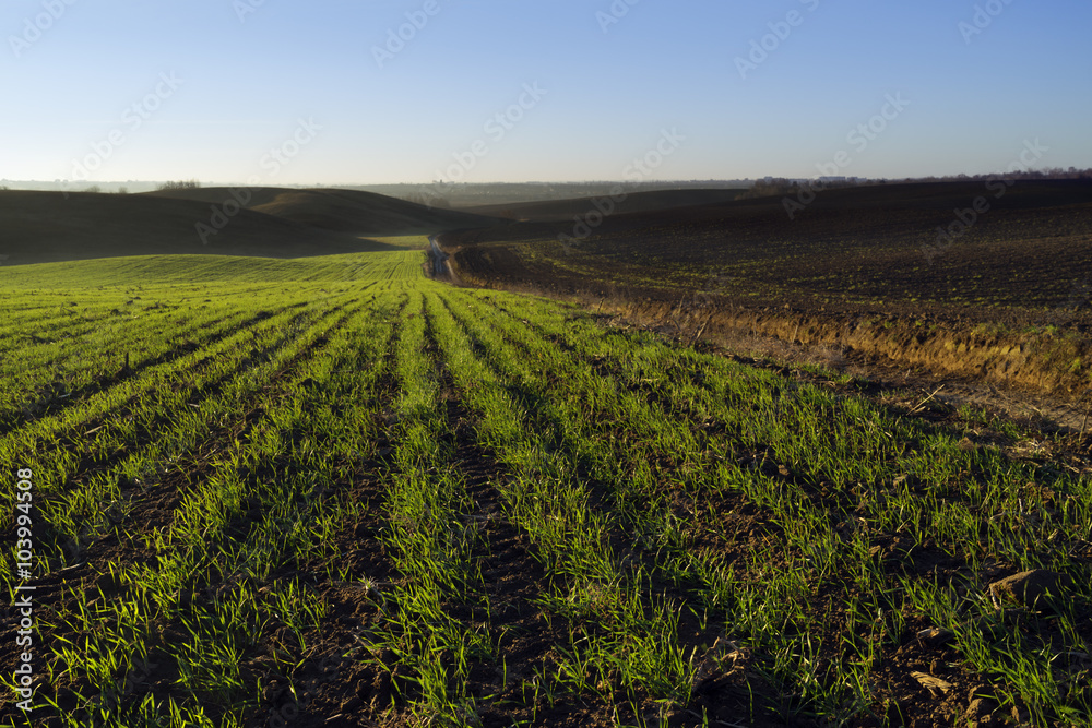 Sunny Morning in the Farmland Sunny Morning in the Farmland