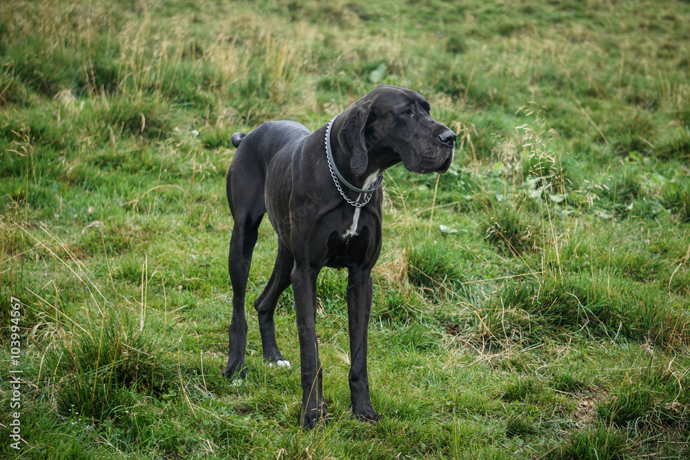 Black Great Dane in grass