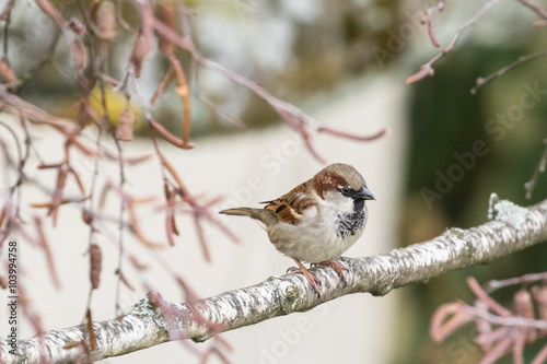 Close up view of house sparrow