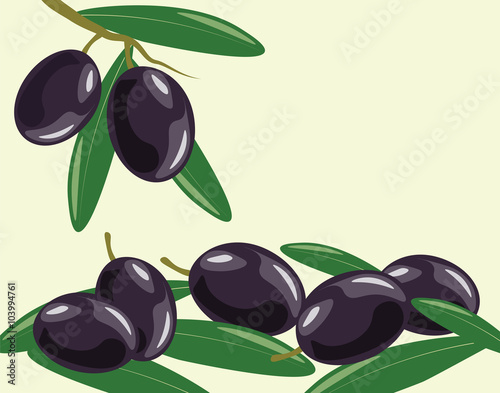 Olive branch with leaves. Vector