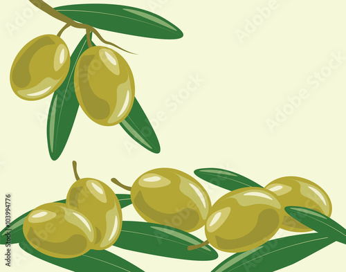 Olive branch with leaves. Vector