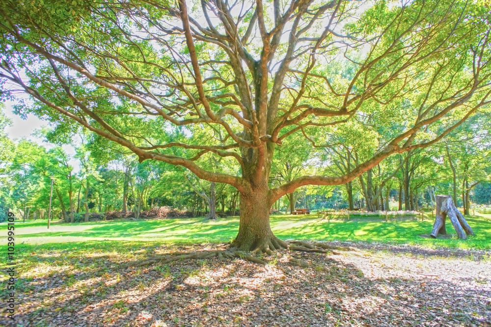 Fototapeta premium 公園の木