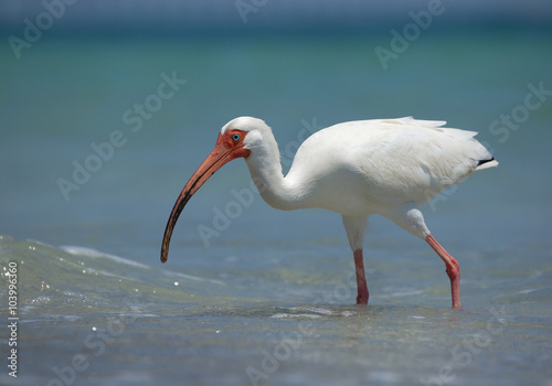 White ibis looking for food in bay water, with clean blue background, Florida, USA