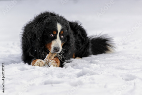 Dog Bernese Mountain playing in the snow