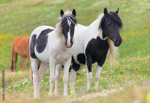 Horses on lush pasture