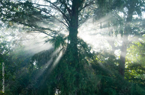 Fototapeta Naklejka Na Ścianę i Meble -  Mystical rain forest