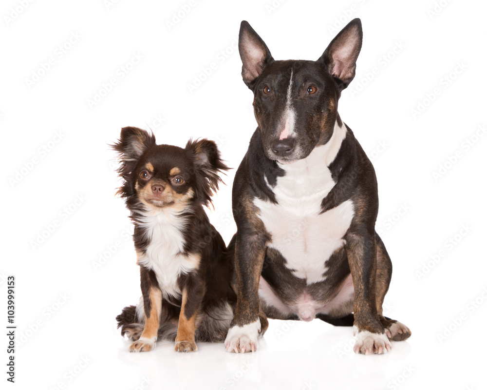 english bull terrier and chihuahua dogs