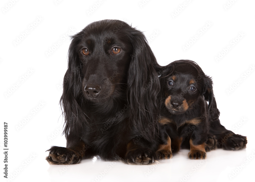 dachshund dog with her puppy