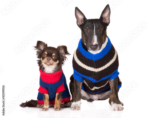 Photography two dogs in knitted sweaters