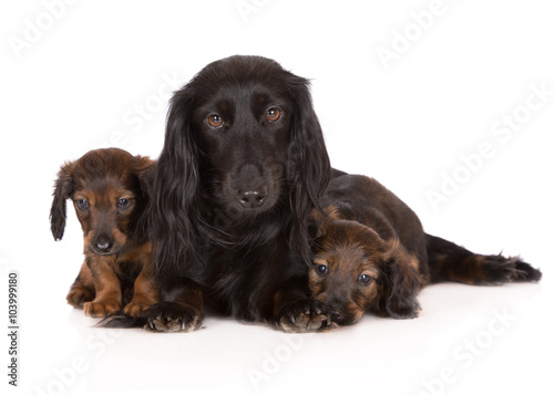 black dachshund dog with two puppies