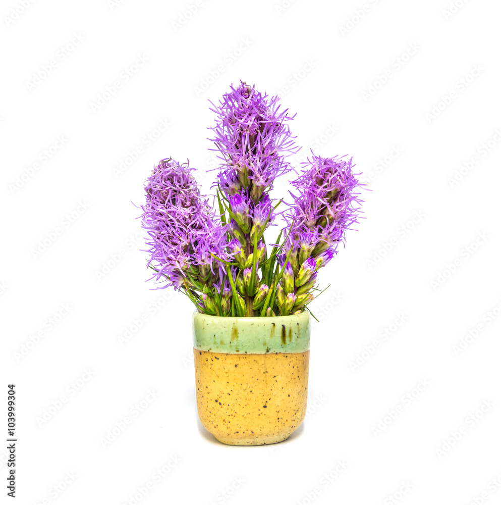 Liatris Flower, blossom in ceramic mug isolated on white background Liatris Flower, blossom in ceramic mug isolated on white background