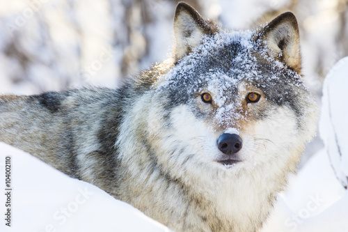 Wolf walking in beautiful winter forest © kjekol