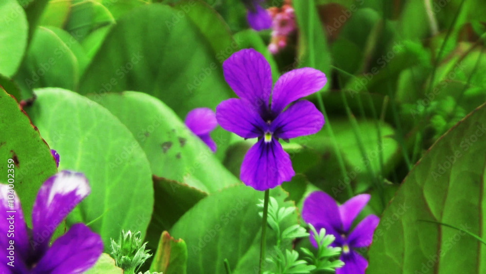 violet flowers close up on a background of green leaves Bergenia
