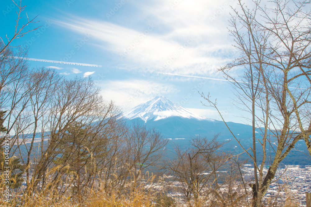 Forest and Fuji mountain background