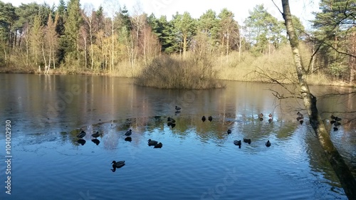 Enten im See