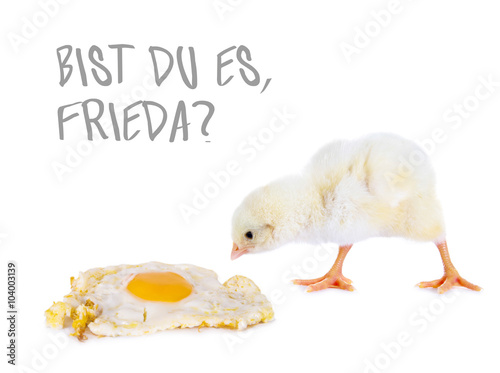 Kleines Hühnerküken mit Spiegelei fragt: "Bist Du es, Frieda?" © grafikplusfoto