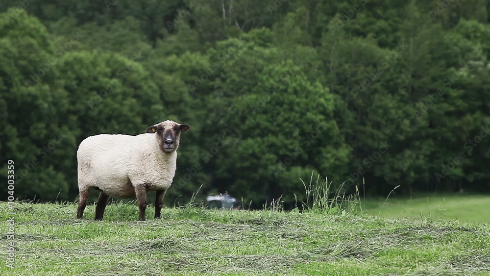 Ram in the pasture on the green forest background. Sheep. Find similar clips in my portfolio.