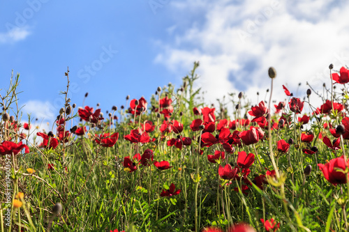 red flowers on a background of grass and sky © Michael Egenburg