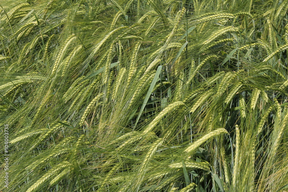 Harvest Harvest