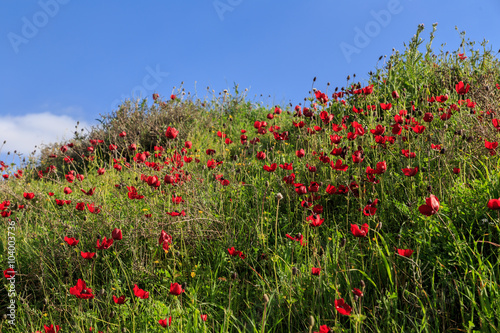 red flowers on a background of grass and sky