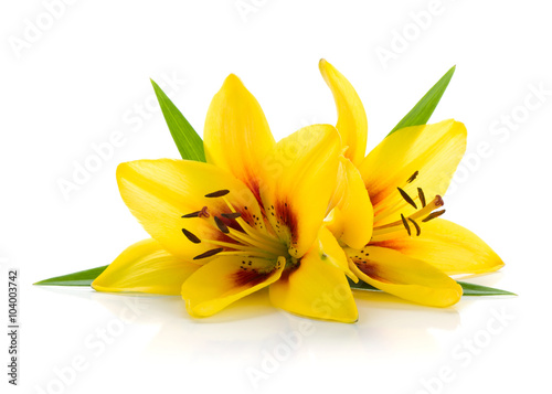Two yellow lily