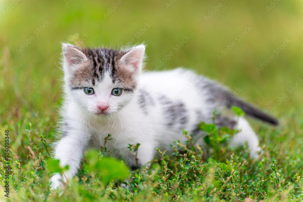 Spotted kitten walk in the grass at garden