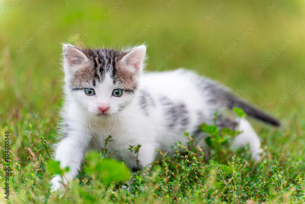 Spotted kitten walk in the grass at garden Spotted kitten walk in the grass at garden