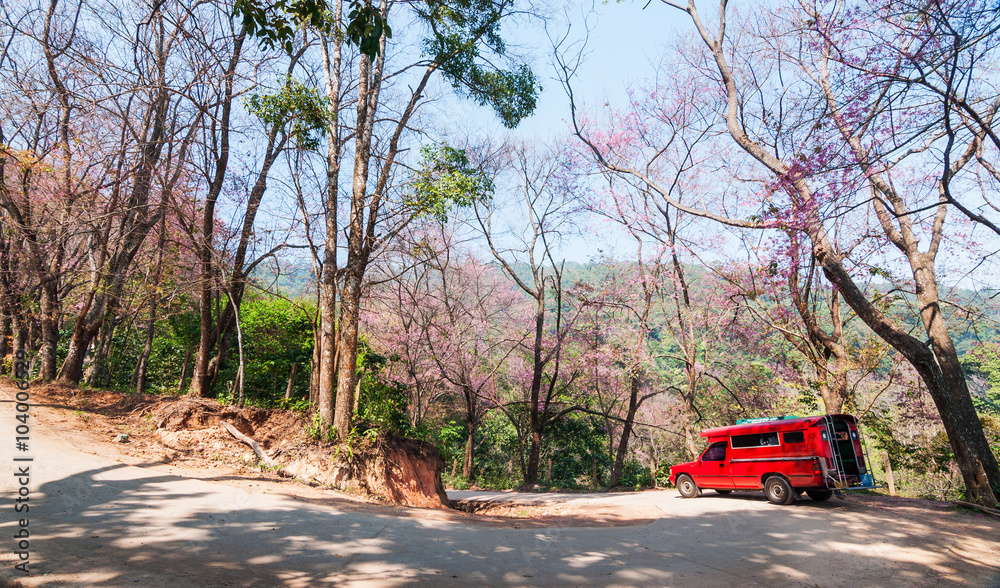 Pink cherry blossom and red car, Chiang Mai, Thailand