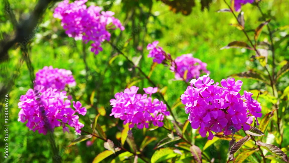Pink Phlox Flowers Bush With Green Grass at Background Pink Phlox Flowers Bush With Green Grass at Background