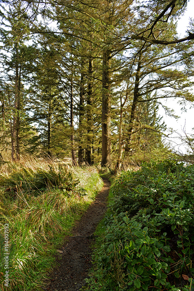 Fototapeta premium hiking trail at Cape Disappointment on the Washington coast in the Pacific Northwest
