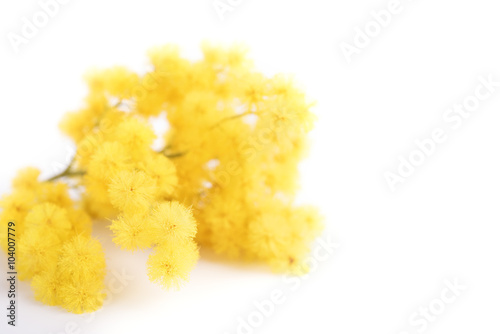 Fresh mimosa flower on white