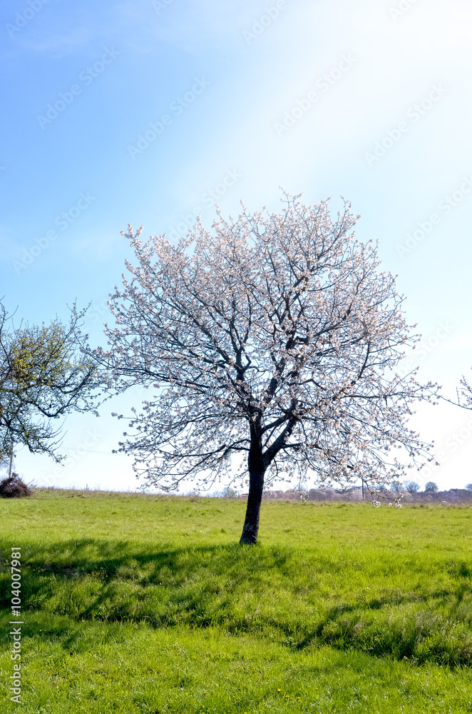 Blooming apple trees in the garden at spring Blooming apple trees in the garden at spring