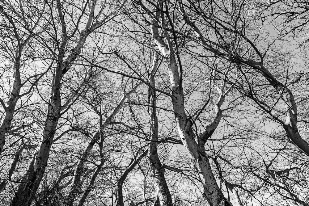 Terrifying trees Terrifying trees