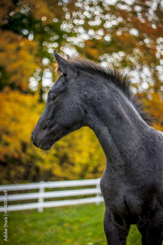 Horse Paddock View in Beautiful Fall Landscape © Chris Gardiner